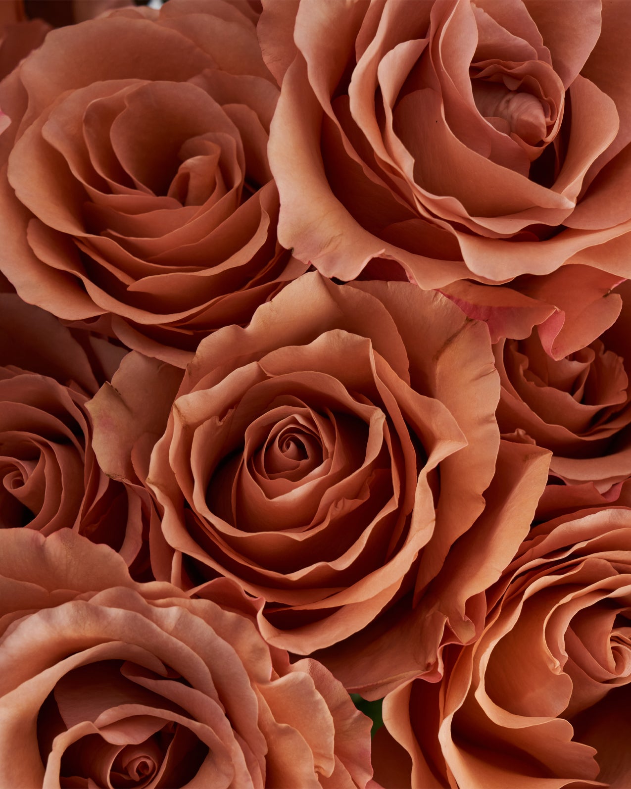 1 Dozen Pink Rose Bouquet in San Rafael, CA | Brown Paper Posies